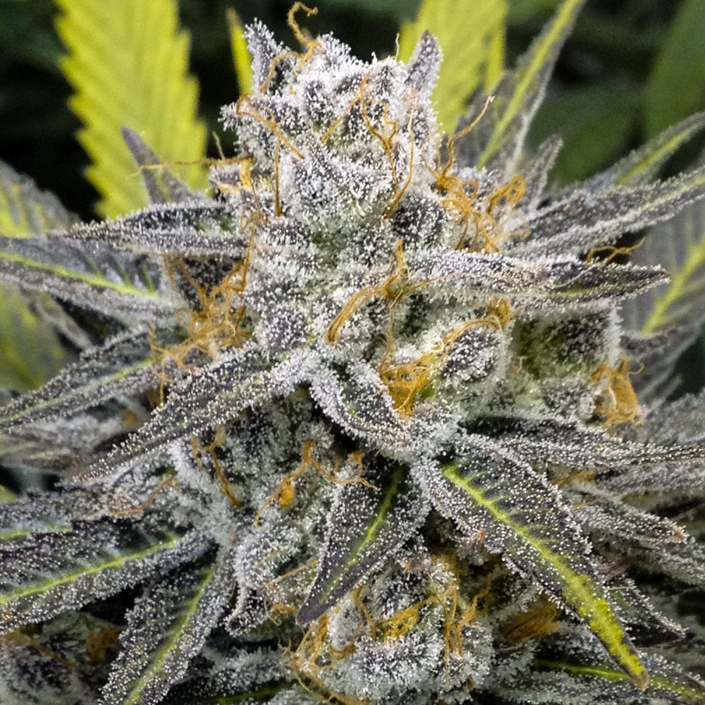 Mary Jane Blaze tweet media
