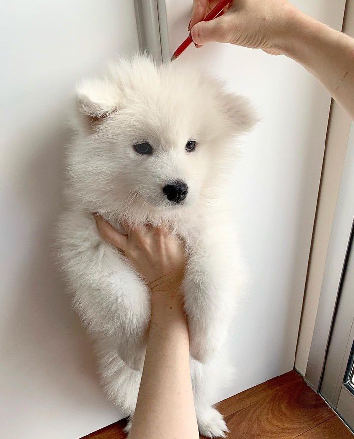 dog_rates's tweet photo. This is Kyra. She has been accused of being a tiny little girl. Simply not beating the itsy bitsy allegations. 12/10 https://t.co/zXrnub8KgG