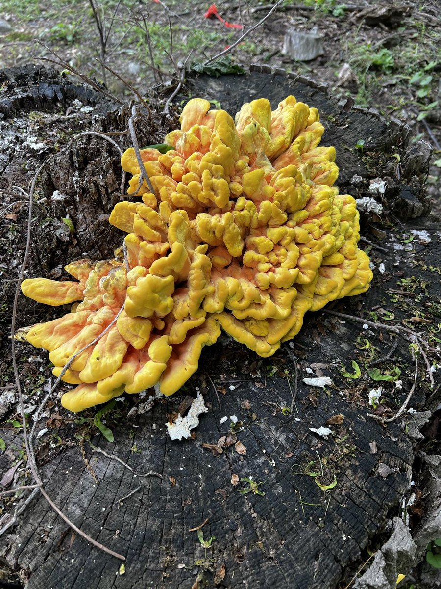 BoristheBerner on Twitter "This mushroom was growing out of a tree