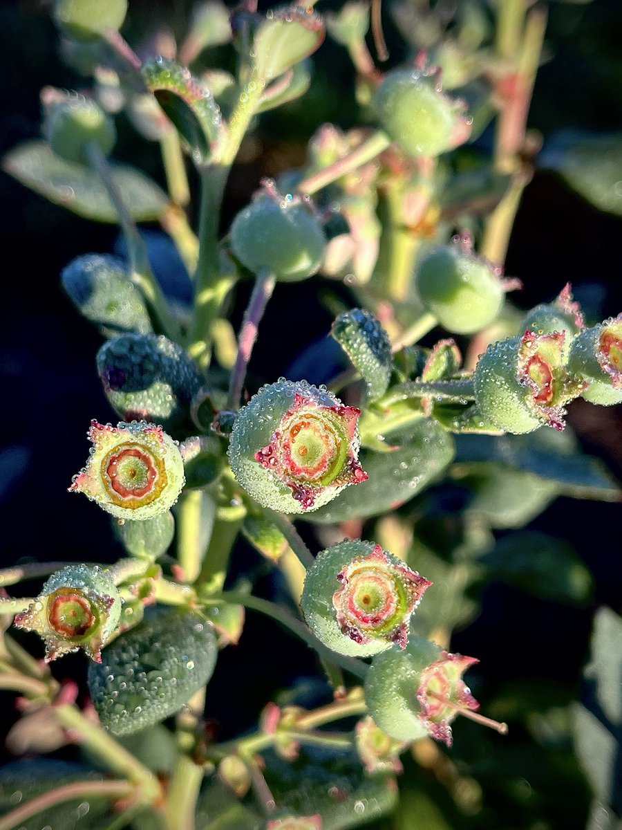 2023 #harvest #blueberry