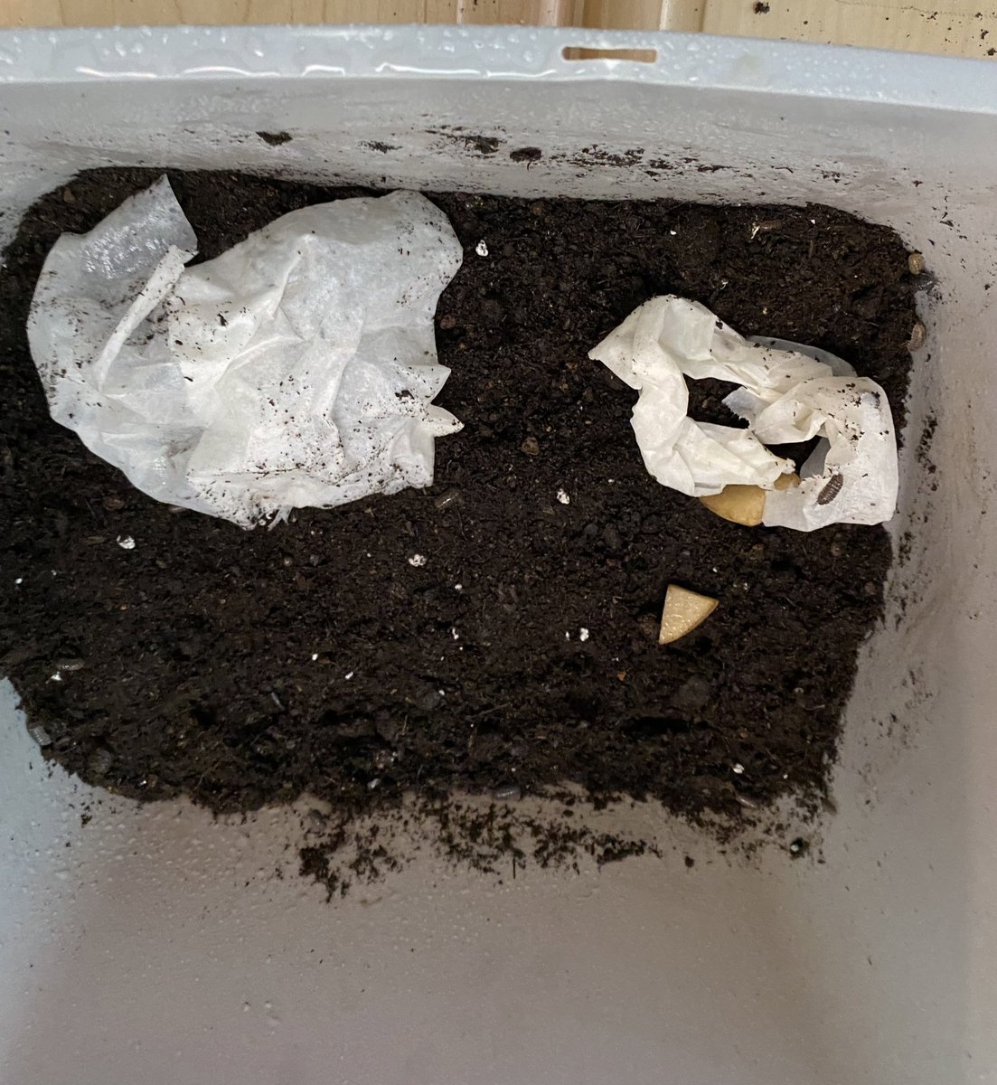 Today first graders used what they learned from their CKLA habitat unit to create habitats for our new science critters! Students began by using their investigation notebooks to plan out their ideas and record all the things a good habitat includes. #science <a href="/RAMPSwcpsmd/">RAMPS</a>