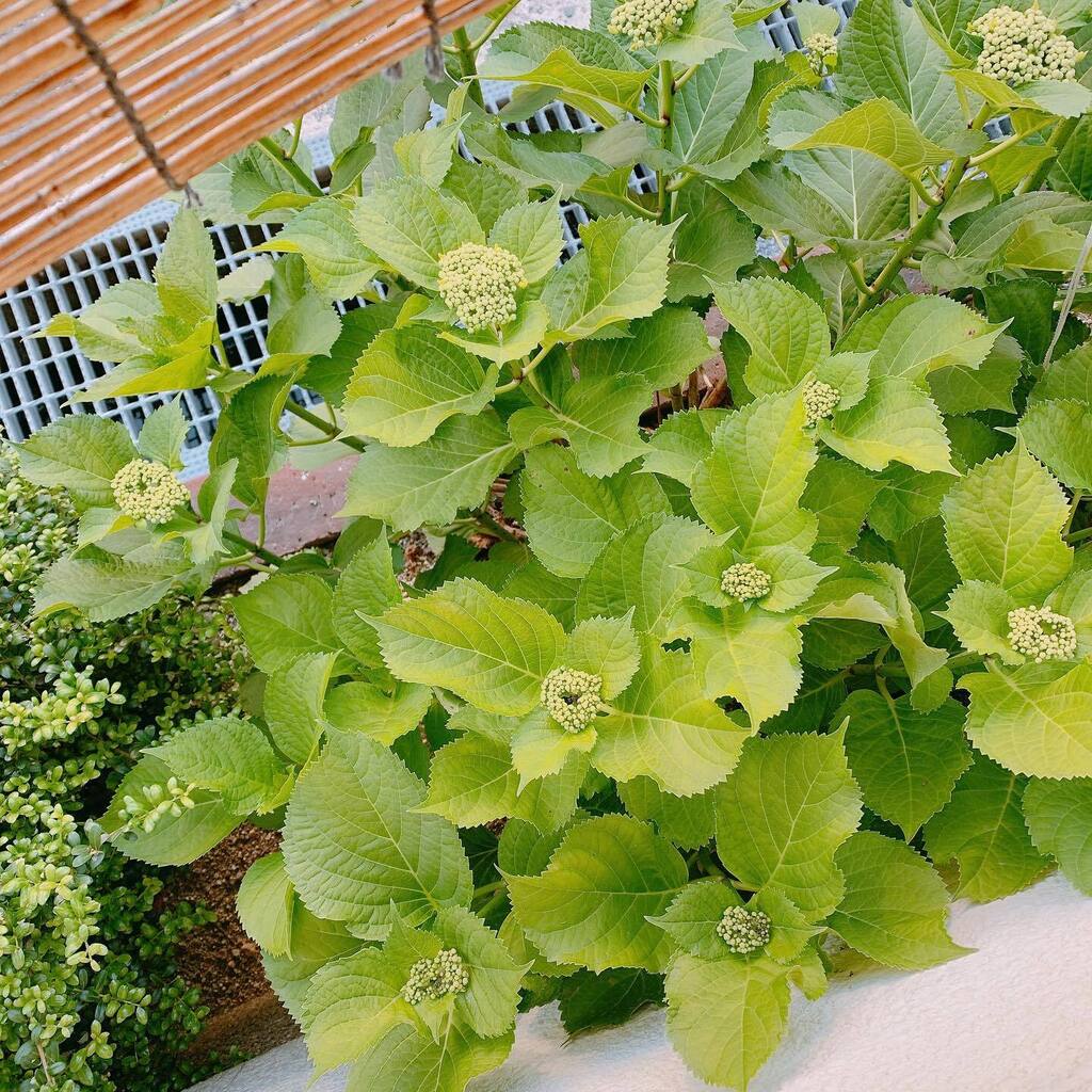 asada_atsuko's tweet photo. ・
・
おはよ。
目覚めのいい朝です☀️

お家の🏠紫陽花も
蕾が顔を出してきました💫

沖縄はもぅ梅雨入りみたいですね~

#浅田あつこ
#紫陽花
#目覚めがいい https://t.co/oDi1o9kYCx
