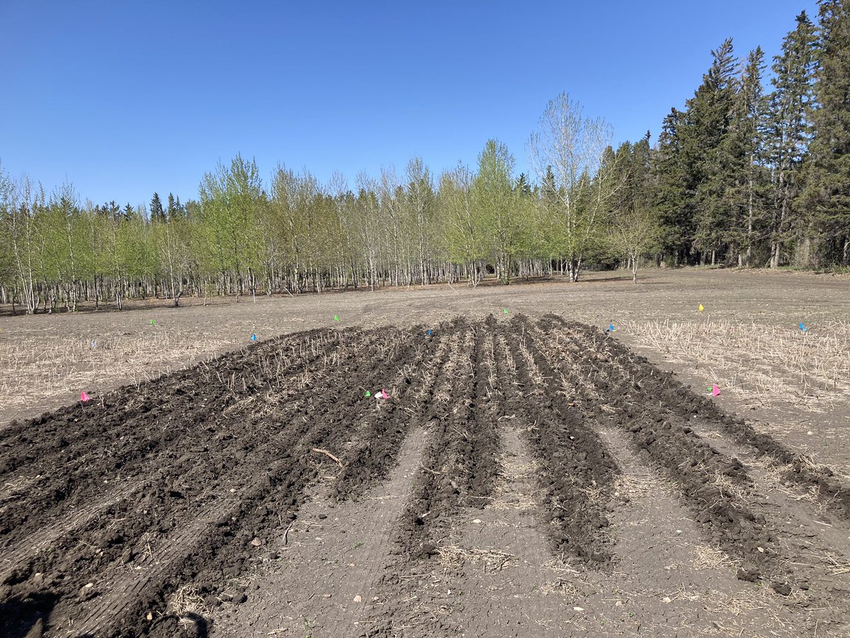 #Biochar barley plots are in the ground. <a href="/raju_aafc/">raju_aafc</a>