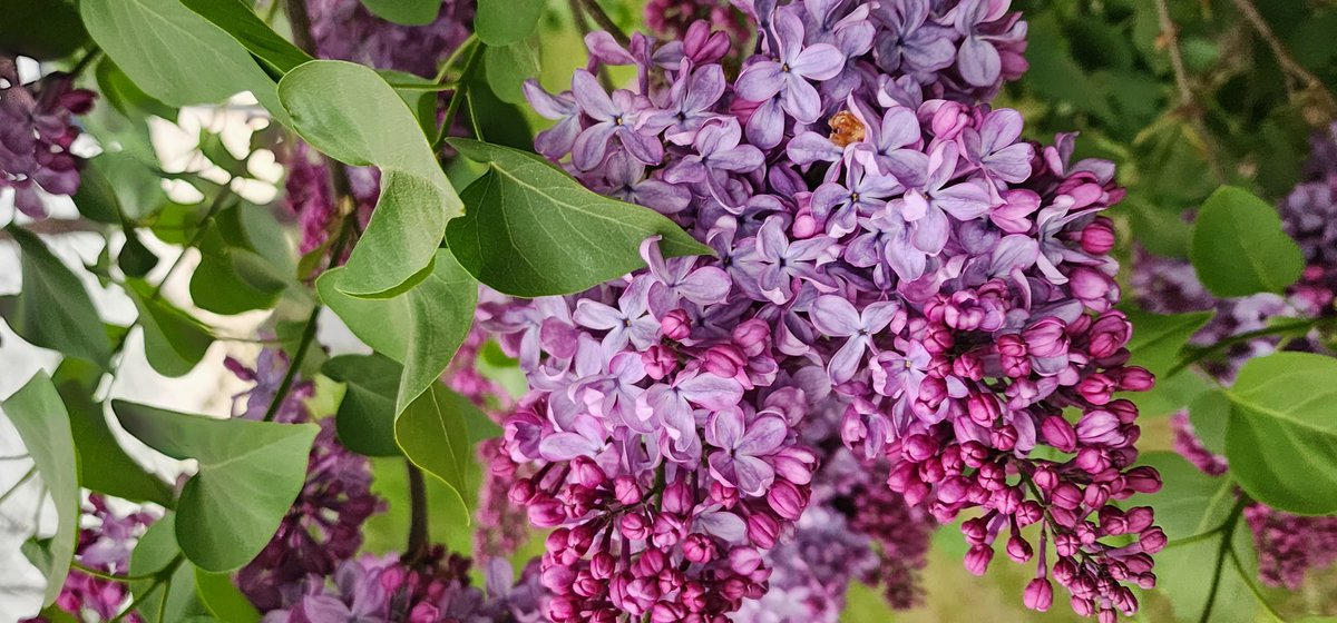 The smell of lilacs is beautifully aromatic 🪻🪻🪻Too bad phones weren't scratch and sniff!
#springlilacs #parksteadliving #AlwaysUnited