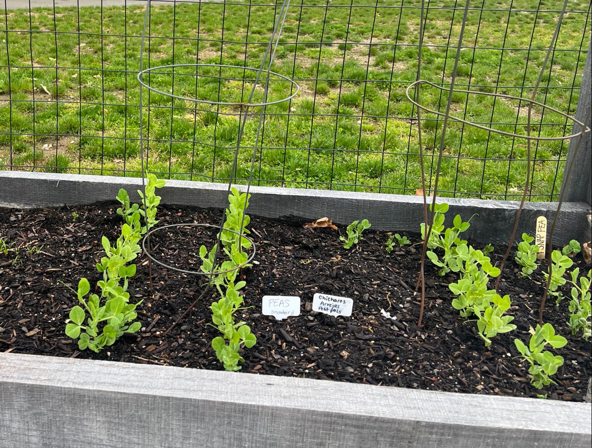 Out in the garden, students have been making nature bracelets to celebrate Earth Day, moving soil into the garden, planting purple potatoes, and labeling crops in both Spanish and English!