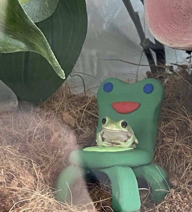 froggy on froggy chair 🎀