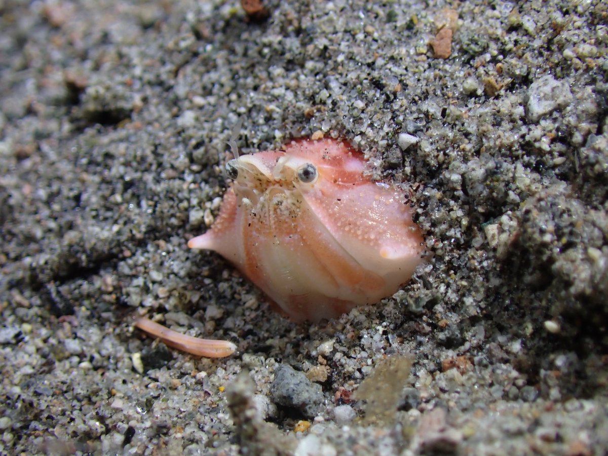Pacificklaus's tweet photo. Another case of #IDplease @crabbymaxie @Werner_deGier
Negros Island, Philippines, night dive, 5 m deep, animal ~ 5 cm across the carapace.
#crab #crabpeople https://t.co/gZvmZe2wSl