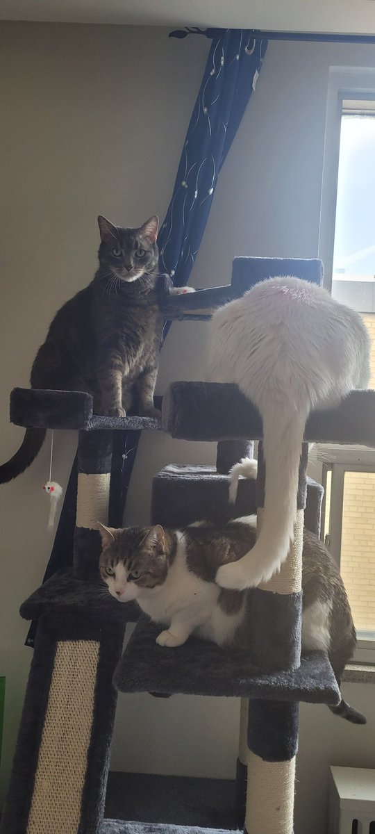 JRobNiNi87's tweet photo. @momsmysteries 
Welcome to the Mom's and Mysteries Podcast Family Felix the Cat!! https://t.co/1LTBDFq5xs