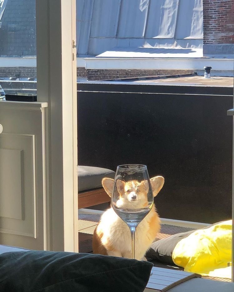 💖 (@twaniimals) on Twitter photo 