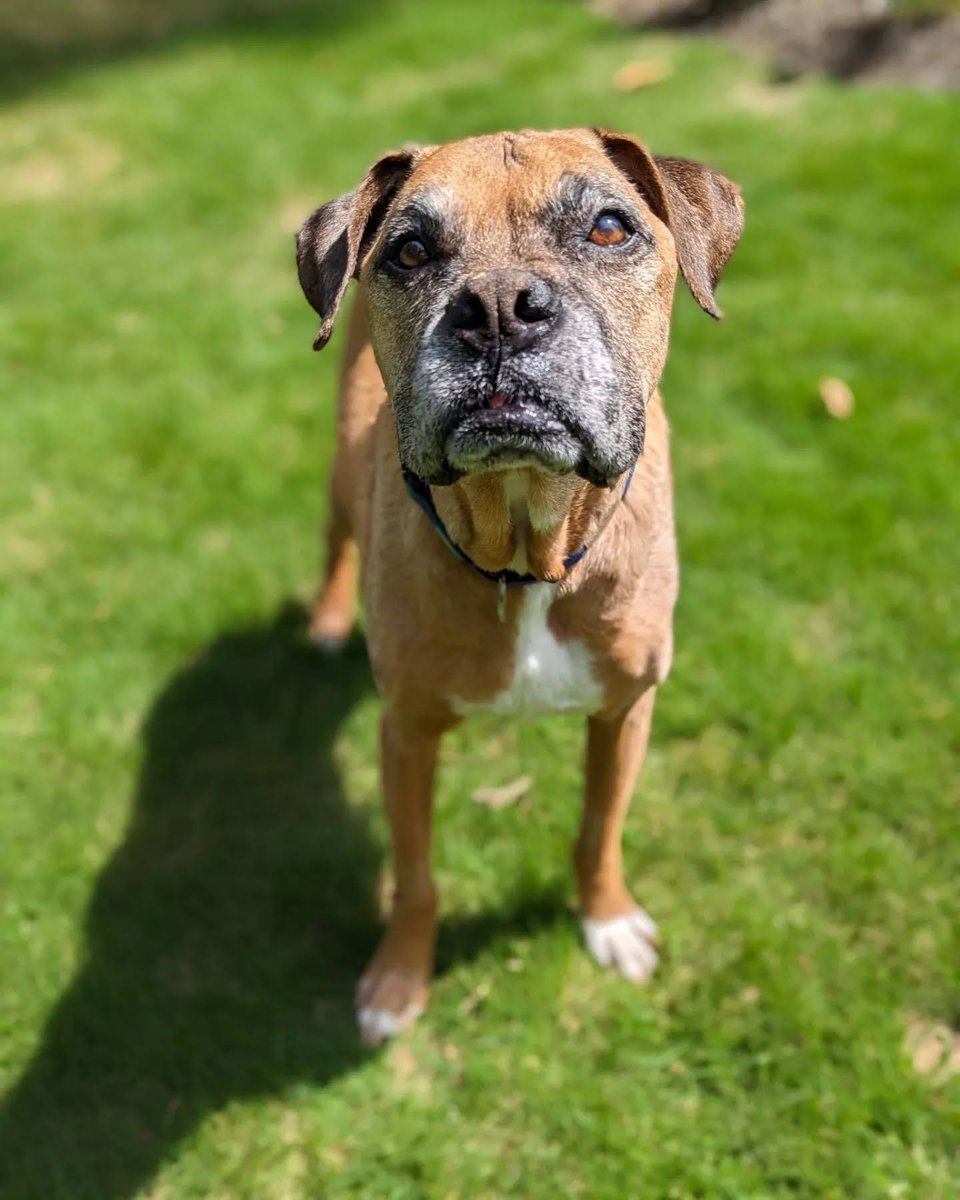 patcorrea10's tweet photo. Shame on @GoHealthyPaws. After 10+ years of being insured, hardly ever posting a claim, and being diagnosed with lymphoma for the first time in April... my dog's chemo sessions are not covered because they say it's "pre-existing". Seems like they always find a way to sc@#( you. https://t.co/dtrxDtMb6Z