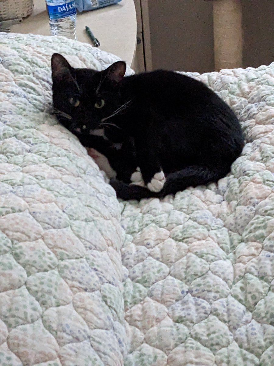 My grandma is on vacation and Maisey decided her bed is her chill spot