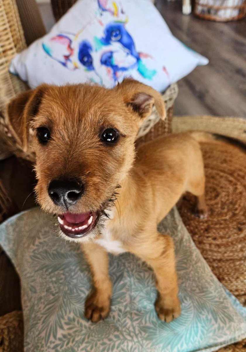 Esta cachorrita necesita un hogar, con adoptantes responsables que la cuiden 💖 Almafuerte 3571322175 📞