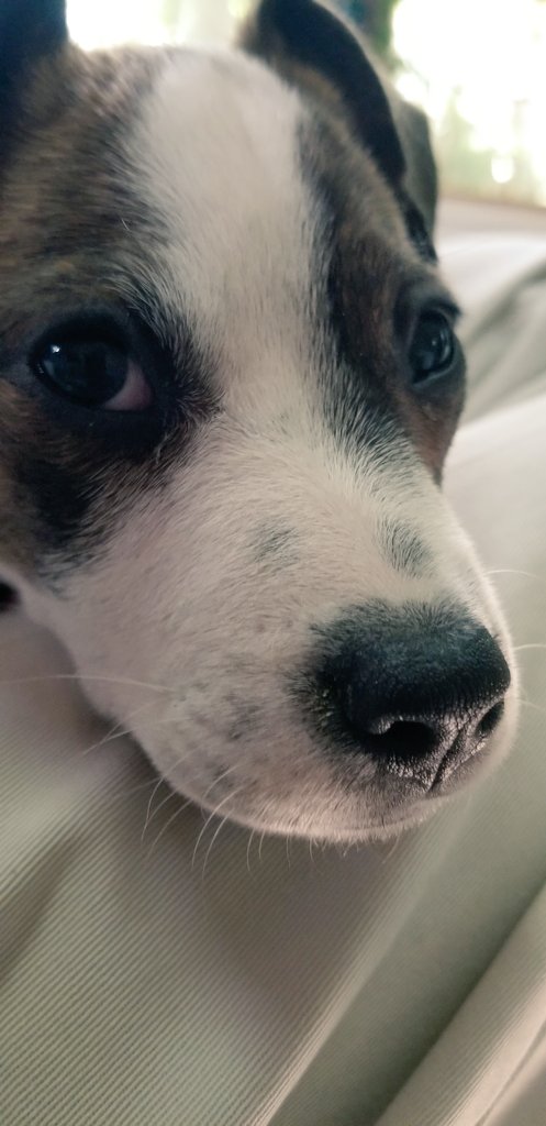 Nellie & Pippa DeSantis tweet media