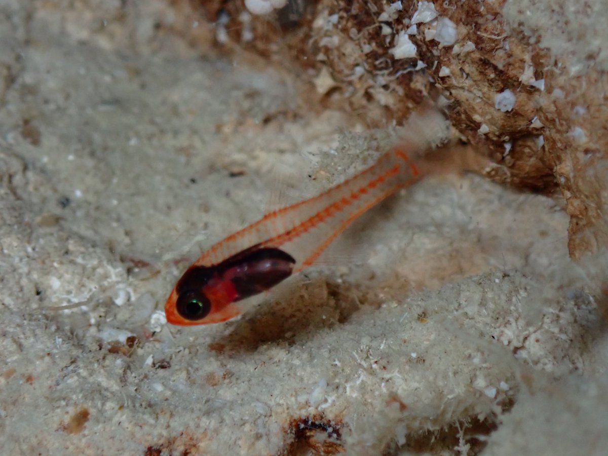 ClaassensLouw's tweet photo. #teamfish - spotted this super cool looking transparent #cardinalfish, but struggling to find an ID. Any suggestions? #palau #fish #cryptobenthic #pacificocean https://t.co/ouJGhKhbGq