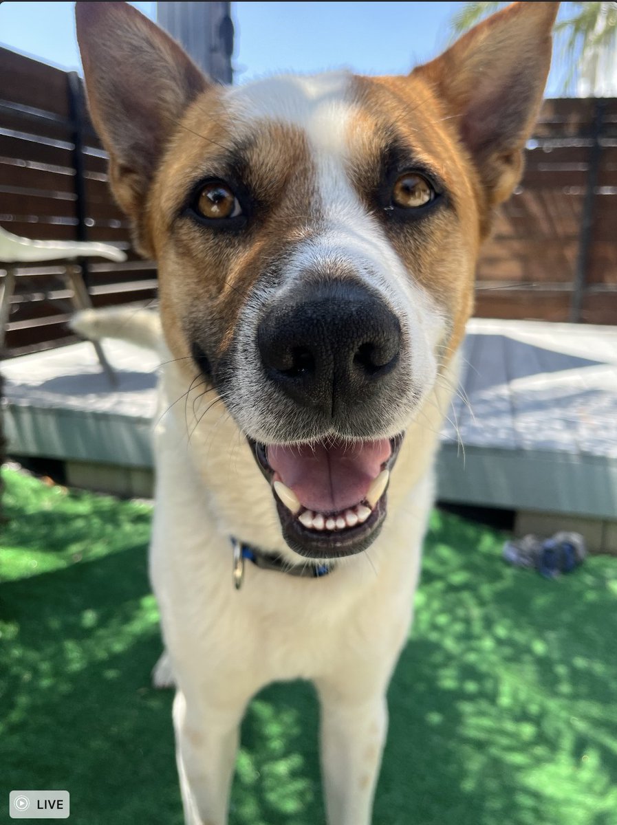 ElayneBoosler's tweet photo. Hey if you happen to be looking for a beautiful, happy, trouble free 2 year old cattle dog boy mix, meet Caper. Dog friendly, loving, trained, move in ready! Email elayne@tailsofjoy.net #tailsofjoy https://t.co/a8v1TNBvXZ