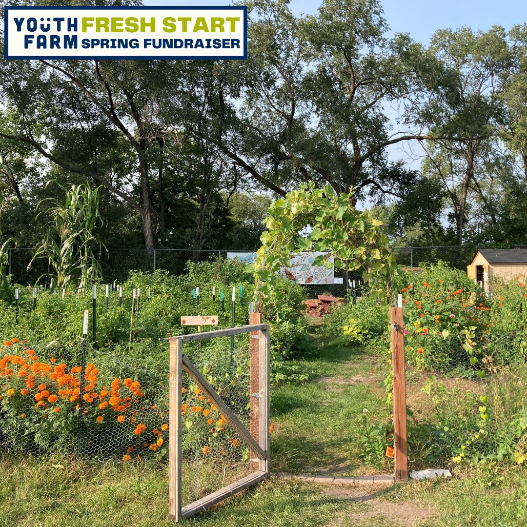 Youth Farm is proud to partner with CLUES to provide free plant starts for their visionary community garden program.

Want to experience the full story? Head on over to linktr.ee/youthfarmmn to read, share, and donate :-)