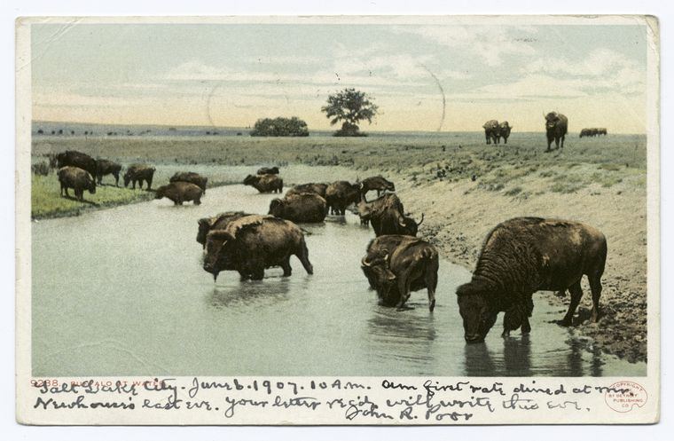 NYPL Postcard Bot tweet media