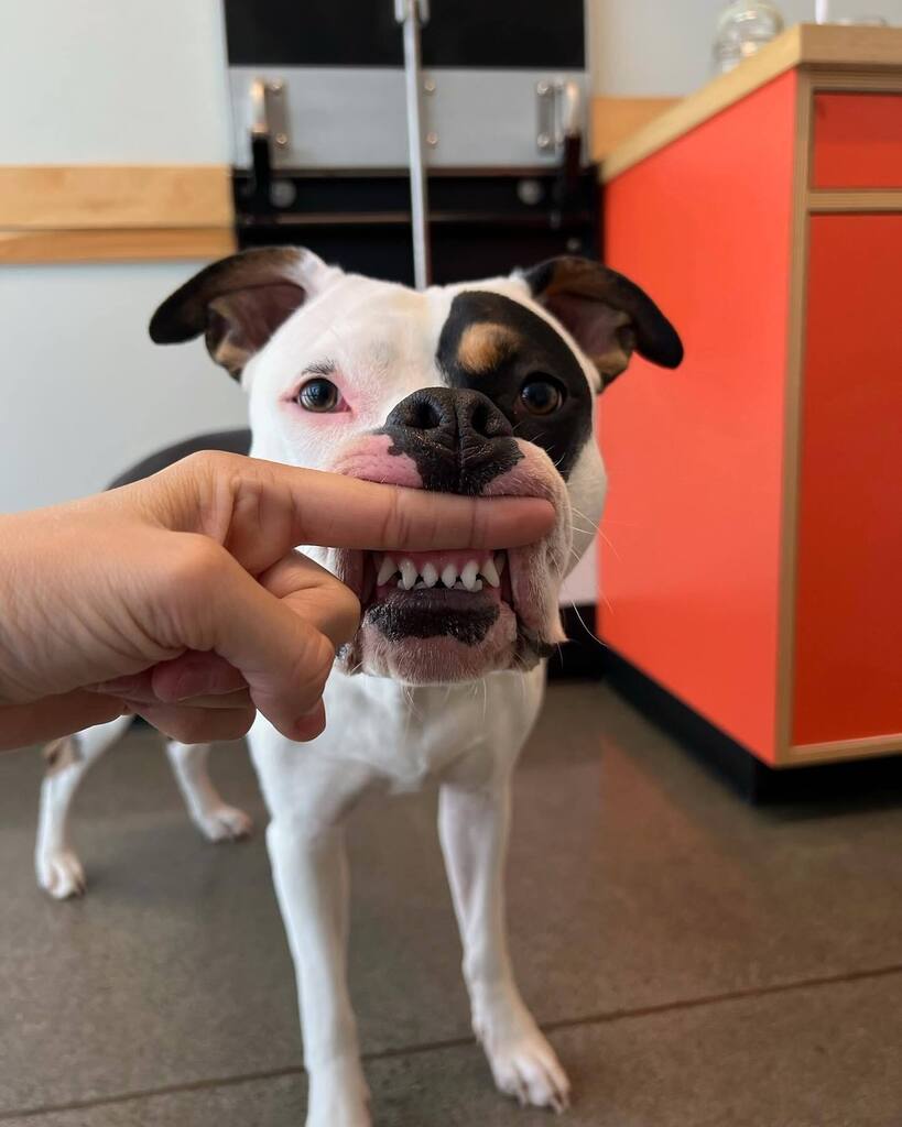 Opal says “Happy Toofsday FRENS!”🤓
•
•
•
•
•
•
•
•
•
•
•
•
•
•
#BYVH #BrooklynYardVet #Smile #Pittie #HappyDog #Pdx #Portland #PdxDog #VetMed #CutePittie #DogsOfInstagram #PortlandPets instagr.am/p/CsUeiqSvsFu/
