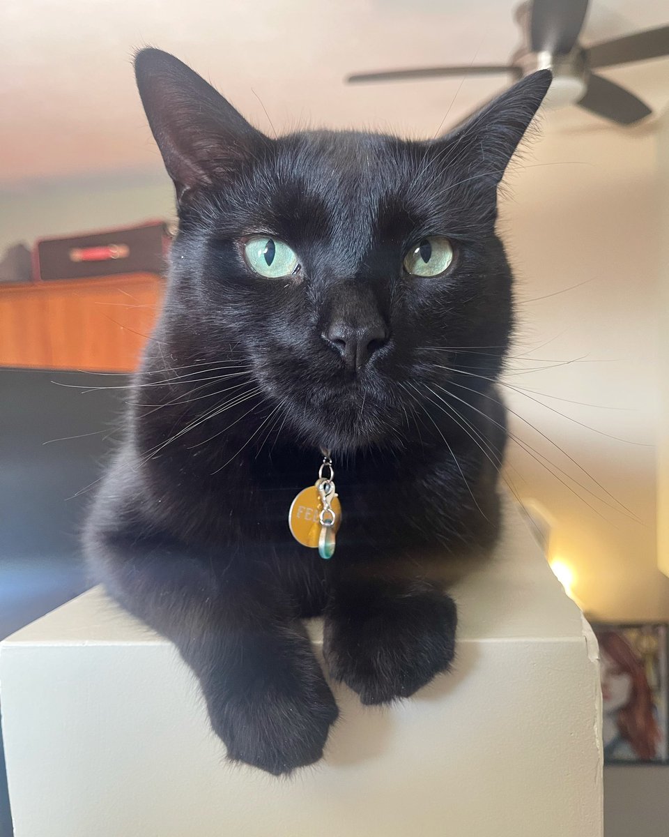 oscar_x_felix's tweet photo. How does I go from warm and sunny one day to cold and snowy the next? #missingthesun
- Felix
#CatsOfTwitter #BlackCat https://t.co/LXZ7VwyZiM