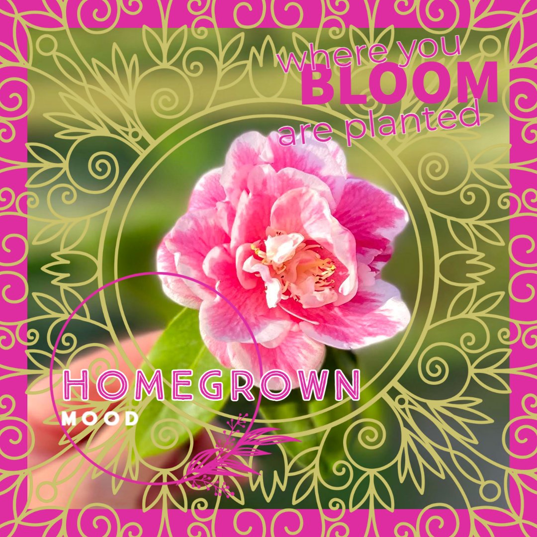 Sarah Kohlbeck tweet media