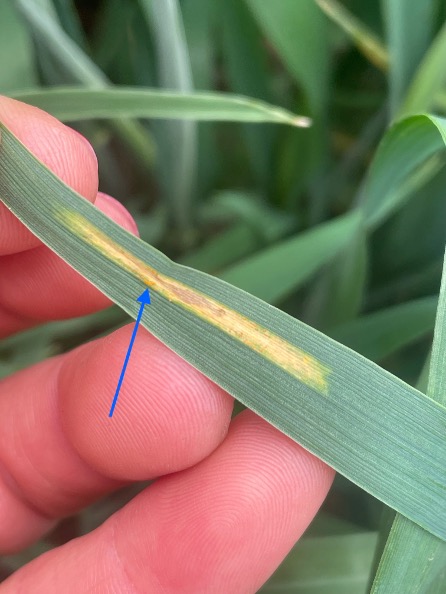 Stripe rust of wheat was observed today <a href="/OSUCBARC/">Columbia Basin Agricultural Research Center</a> Notice the orange sporulating blisters, indicated with the blue arrow. Some of the lesion area is necrotic, a plant defense mech to stop infection. Rust is a biotroph; it needs living tissue to replicate …u-wams-blogs-uploads.s3.amazonaws.com/blogs.dir/2823…