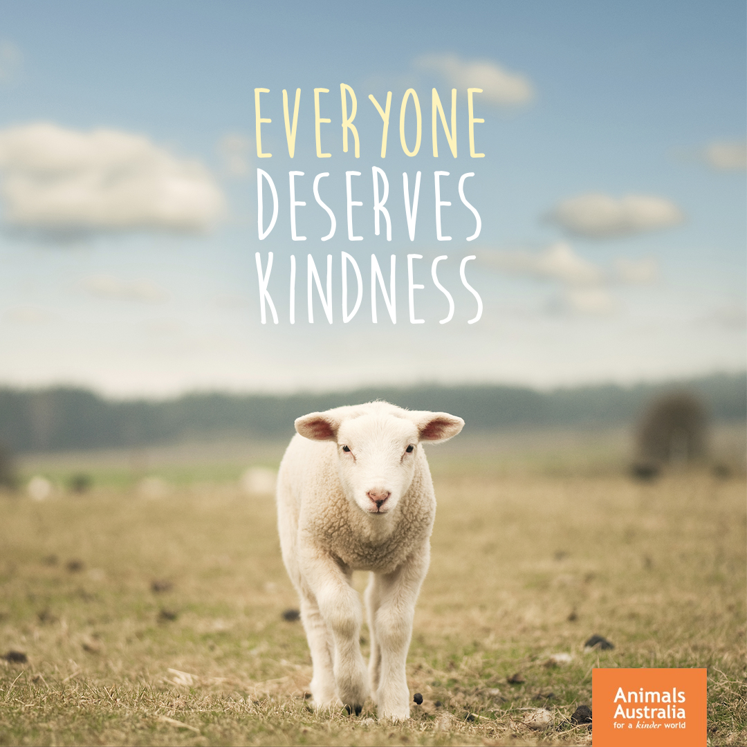 Animals Australia tweet media