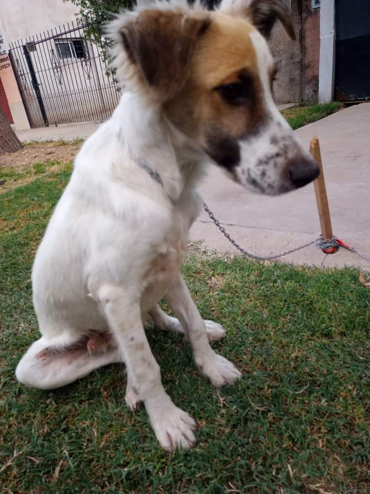 Tabyta201's tweet photo. 🙏❤EL SIGUE ESPERANDO QUIEN LO ADOPTE… SU TRANSITO SE TERMINA, YA SUFRIO EL ABANDONO DE SU DUEÑO CUANDO LO ESPERO DIAS SEGUIDO EN EL MISMO LUGAR… ASI Q MERECE SER AMADO, ES BUENO, JUGUETON, 11  MESES , ESTA EN ZONA OESTE CEL 1550100320
https://t.co/NVPV7apUc1 https://t.co/B5A85P1Ij0