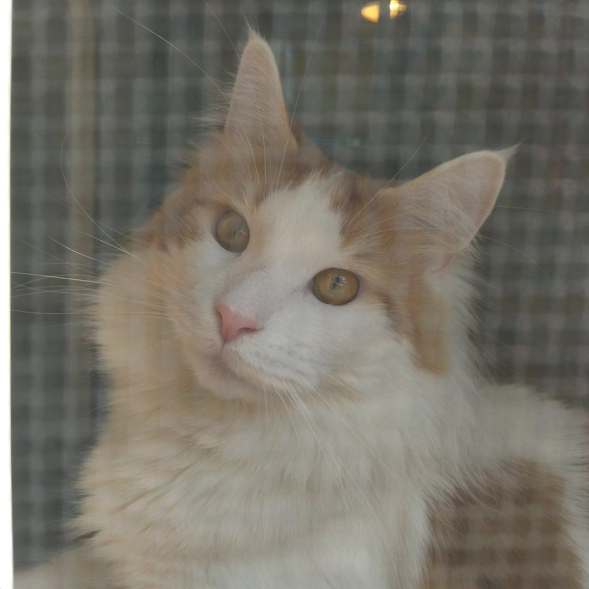 mainecoon_sette's tweet photo. 網戸越しに おはようございます🪟✨part5
#メインクーン #メインクーン男の子 #長毛猫 #猫 #猫のいる暮らし #今日の猫 #朝 #おはようございます #網戸越し #窓辺の猫 #maincoon #maincoonlovers #maincoonboy #cat #todayscat #goodmorning #screenwindow https://t.co/ZzlwgnSYzQ