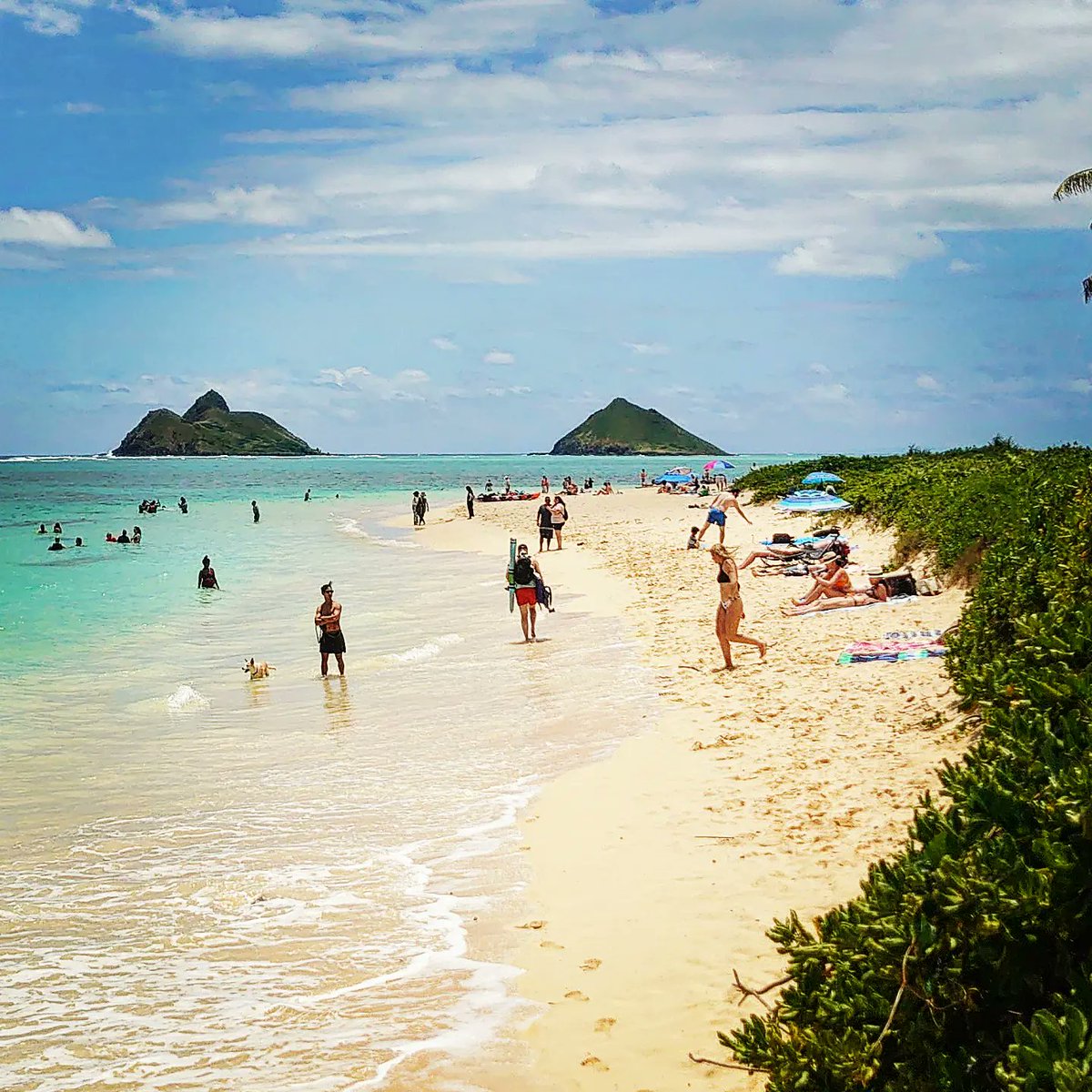 Beach days 🏖️
🗺📍
#kailua #oahu #hawaii #usa #pacific
📸
#lanikai
♯
#travel #99countries #adventure #beach #beachlife #visithawaii #Hawaiitag #lanikaibeach
👀
@gohawaii 🇺🇲