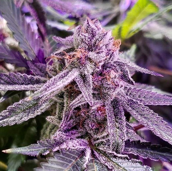 Mary Jane Blaze tweet media