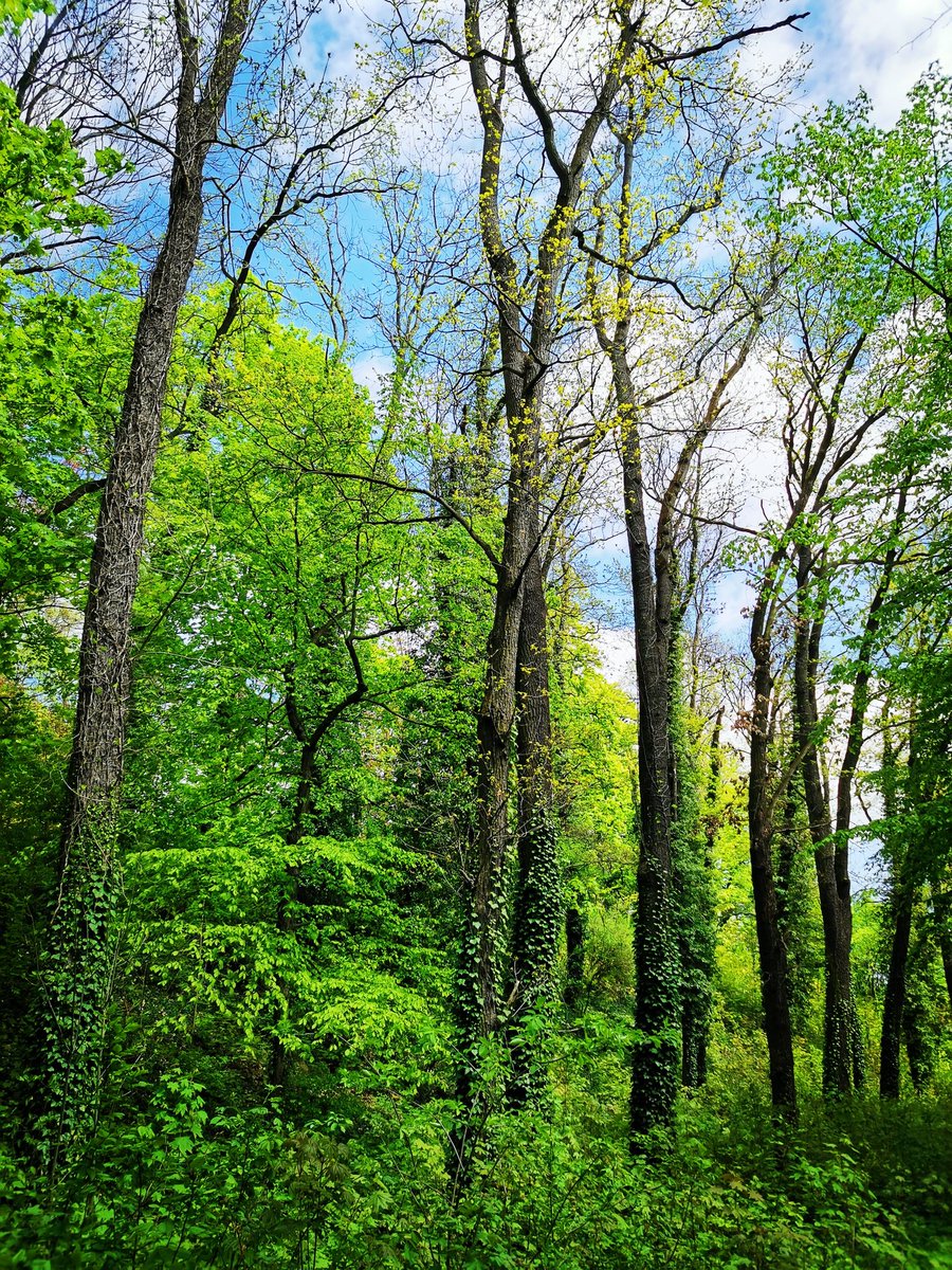 #NaturePhotography #nature #trees #tree #stromy #forest #les