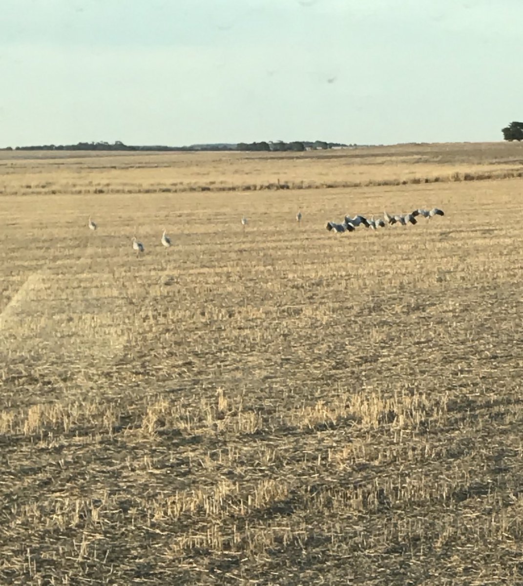 JamesGubbins8's tweet photo. @agvocate_au Heaps around Lake Bolac not sure how correct this could be seems a little low ? https://t.co/3f3Tp67wii