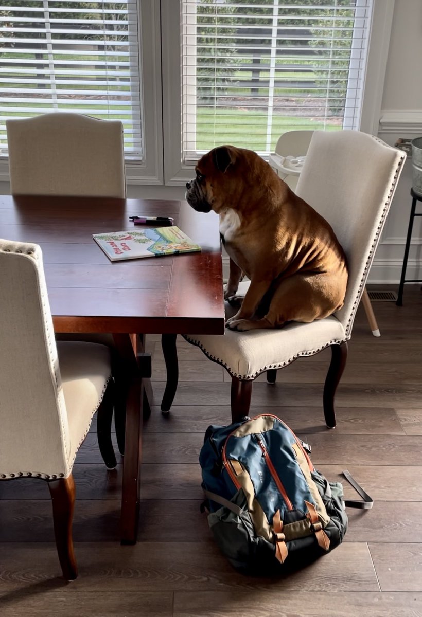 blperry3's tweet image. Otis has been avoiding his homework! 🐾📚

#YouTubeShorts 

youtube.com/shorts/auotyoE…