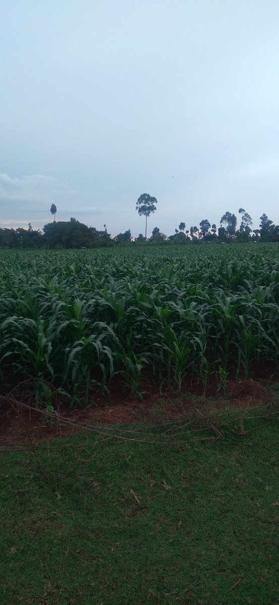 When farmers decided to use Yara products  this was planted by Yara Microp planting topdressing was done Microp topdressing fertiliser and Sprayed with YaraVita CROP BOOST the Results can't lie you always Choose yara <a href="/yarakenya/">YaraKenya</a> <a href="/Billngeno/">William Ngeno</a> #MboleaNiyara