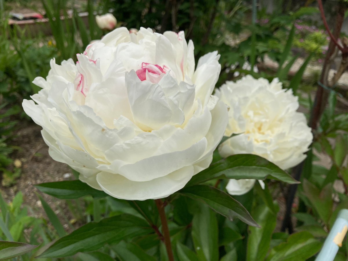 今年も我が家の芍薬が咲きました!この芍薬、昔から庭にあったのですが、某アニメ誌の「お供の月島に芍薬の花束持たせて、親友の結婚式に参加する鯉登」って絵を見て以来、私の中で特別な花になりました😊 そんな訳で芍薬がテーマの漫画再掲します。スミマセン、もう見飽きましたよね…早く新作描こ😓