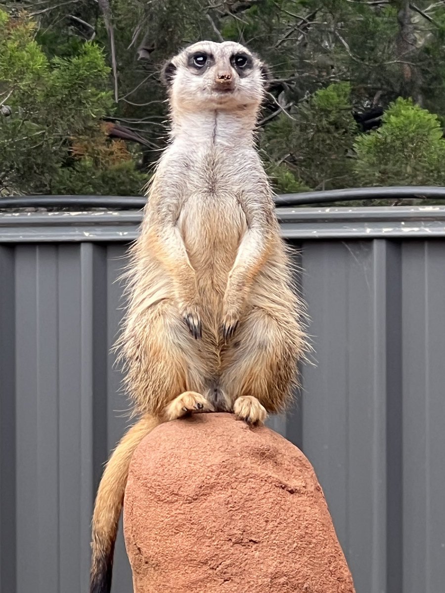 Some #Top4Rocks to farewell @liveamemory as a #Too4Theme host.  @obligatraveler @intheolivegrov1 @wandersmiles 

Rocky coast in Broome; Standley Chasm in central Australia; rocks on the beach at night; meerkat on a rock