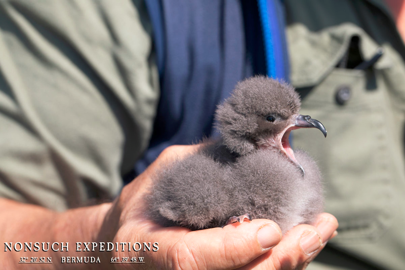 Our paper on Bermuda petrel genetics has just been published on <a href="/theAGA_org/">American Genetic Association</a> !!
"No evidence of inbreeding depression despite a historical severe bottleneck in the endangered Bermuda petrel (Pterodroma cahow)" doi.org/10.1093/jhered…