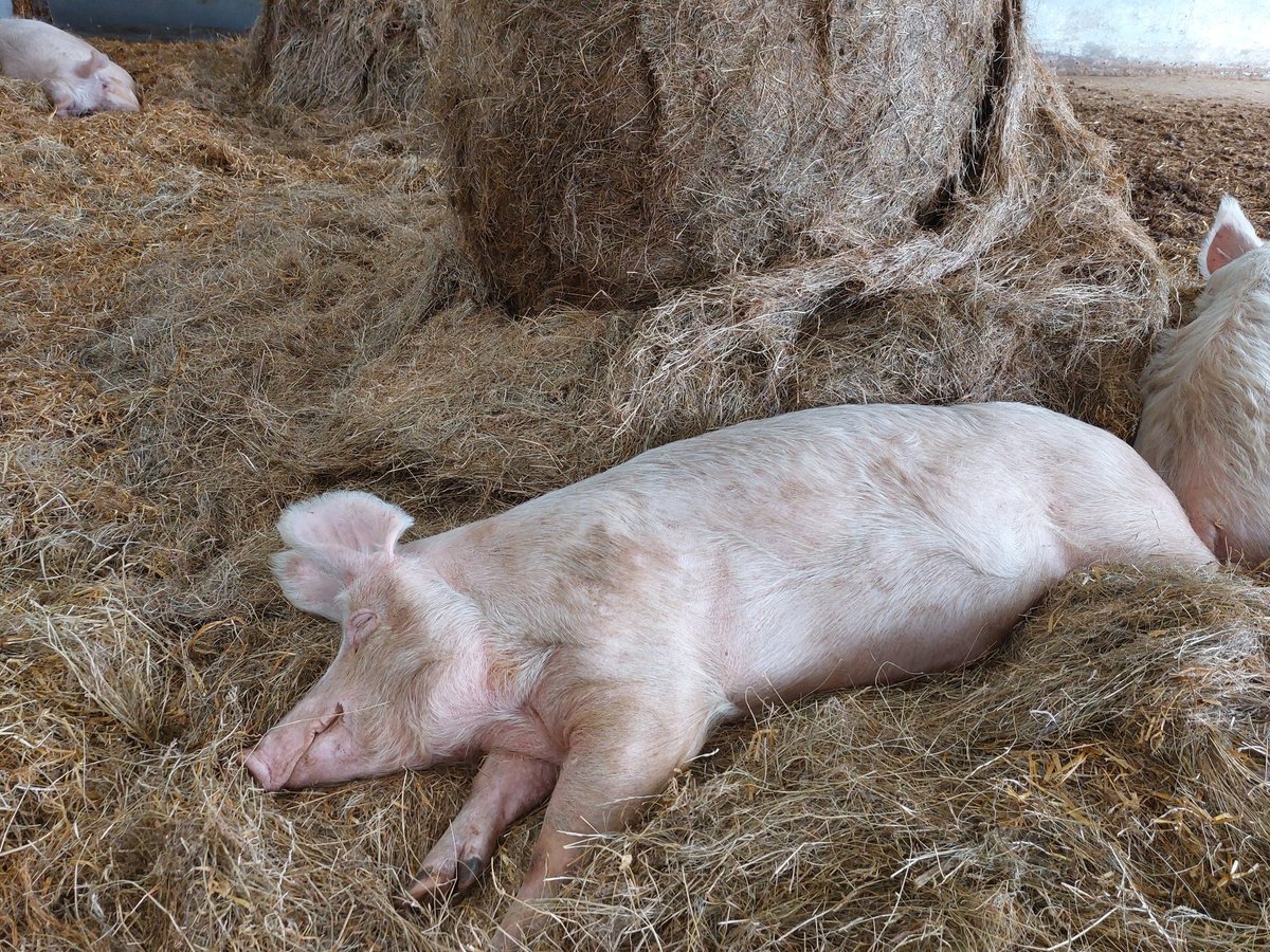 It was a heavy night on the haylage 😄

Seeing happy pigs is pure joy 🤗

It's so much better to celebrate life than to dance on the grave of others.

Please go #Vegan and join our piggy care club so we can keep our sanctuary going and the pigs safe 🐷 
globalvegancrowdfunder.org/pigoneer-2000-…