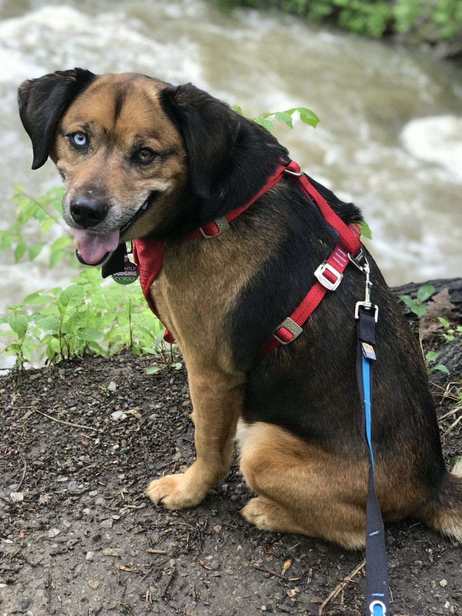 CrownedGuenon's tweet photo. @bunsenbernerbmd Buster loves his hikes! https://t.co/HJGQgdYyY6