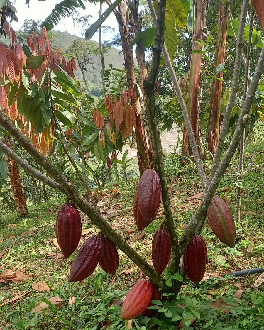 corpomixnds's tweet photo. La Ruta del Cacao es un producto más, que nos hace crecer como destino.

Realizar el recorrido y conocer todo el proceso del Cacao, es entender que de la magia de los cacaocultores... es donde está la escencia del Cacao.

#NorteDeSantander 
#ElLugarDondeTodoComenzó 
#nuevase https://t.co/Ju6HntMBVO