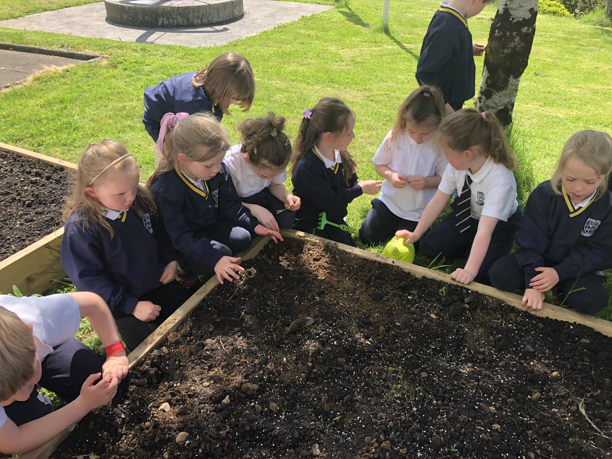 Thanks to @CastleconnellTT for their huge effort to revamp our vegetables patches. We were delighted to plant some sunflowers, pumpkins and carrots so far #schoolgarden #greenschool #learningoutdoors