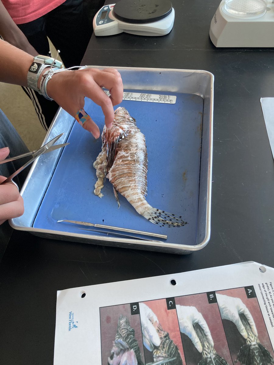 kJeakleSci's tweet photo. Amazing experience dissecting lionfish with my 8th graders @Shorecrest. The lionfish were captured during a lionfish derby.  We were able to learn from them before they were thrown out. One lionfish had a seahorse in its stomach! https://t.co/6LcWjS6pnn