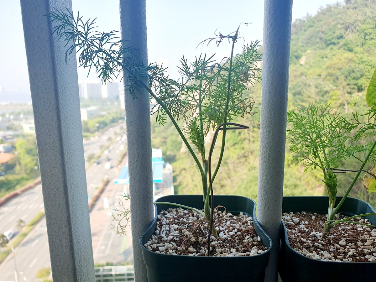 lemon_drop_57's tweet photo. 이번만큼은 딜버터 만들 거야!
이상하게 이번엔 응애가 하나도 없다... https://t.co/xyOwZheMDf