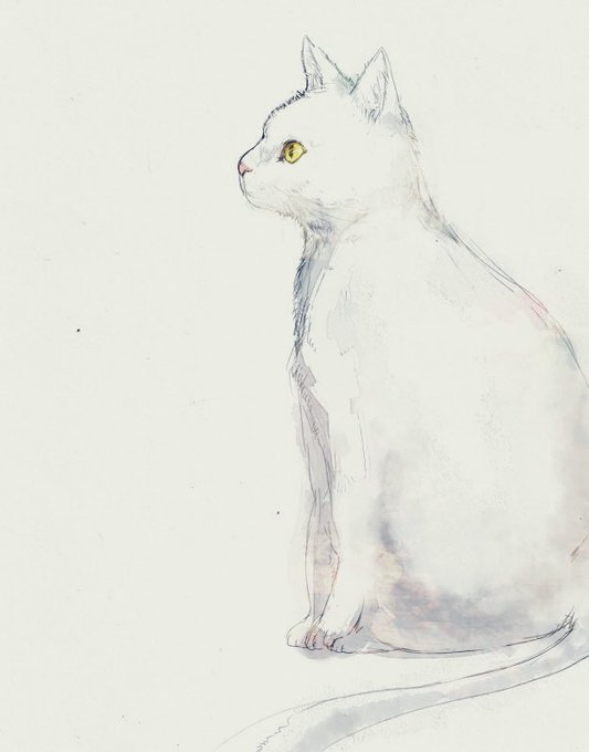 「白い猫 黄色眼」のTwitter画像/イラスト(新着)
