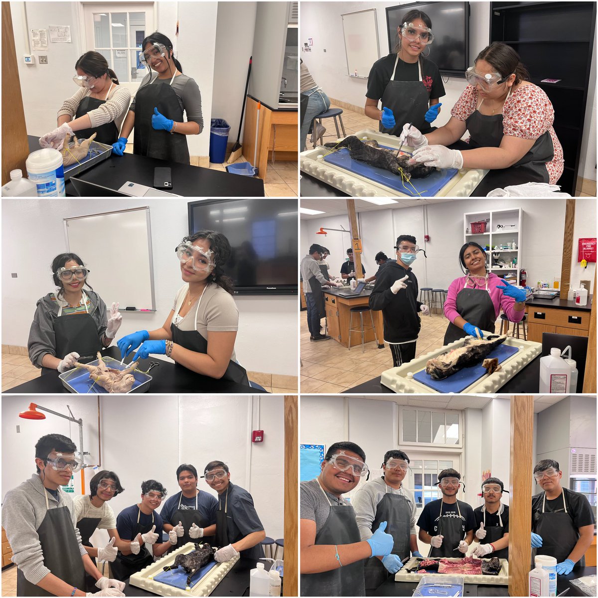 sci_pad's tweet photo. In forensics, students dissected pigs, cats, &amp; frogs. 
#clint #ceca #patriots #forensics https://t.co/mm7psTEobX