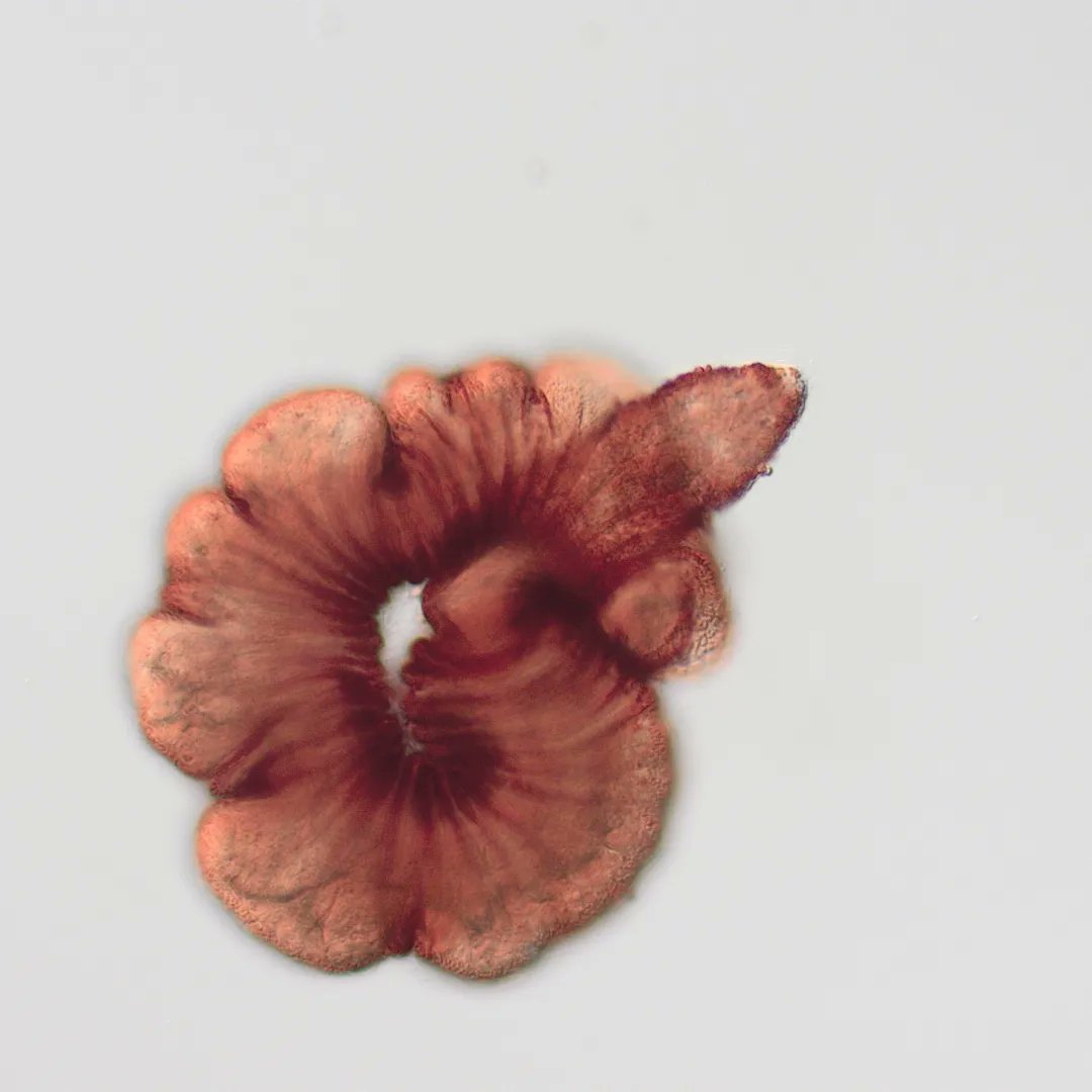 RCManglicm's tweet photo. And loving worms was red ❤️ 🎶 (Part 1) Haplognathia sp. #meiofauna https://t.co/i7KB8oTKFI