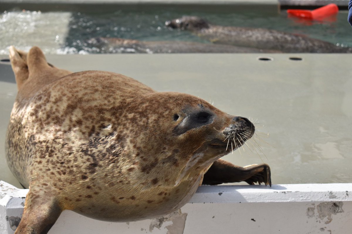 スマスイを振り返る
もふもふ乾きアザラシ🦭
#須磨海浜水族園
#スマスイ
#ゴマフアザラシ
#ありがとう