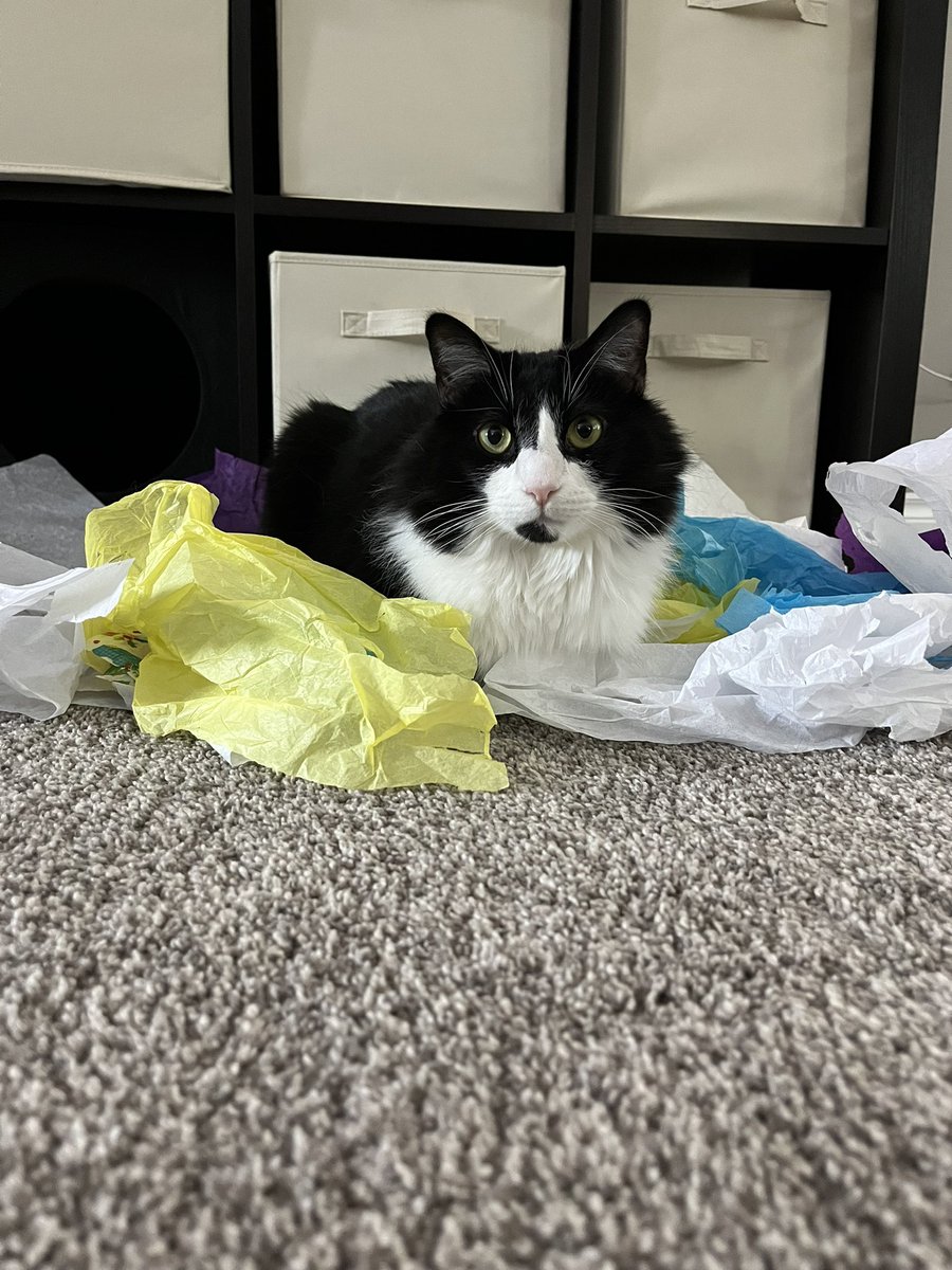 becky_ewan's tweet photo. @michaelscat2 Scooter enjoying his tissue paper nest https://t.co/5ORWeyoAqk