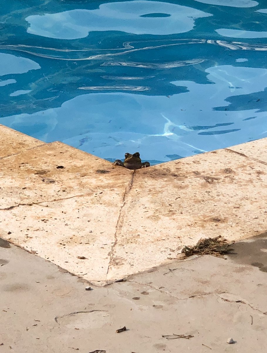 The 2023 <a href="/PittDermatology/">Pitt Dermatology</a> Honduras stats are in! 210 medical consults, 40 procedures, 5 kittens born unexpectedly, 4 students/trainees jumping in the pool after clinic, and 2 lizards in the shower.

Consent was provided for all pics, except the frog.