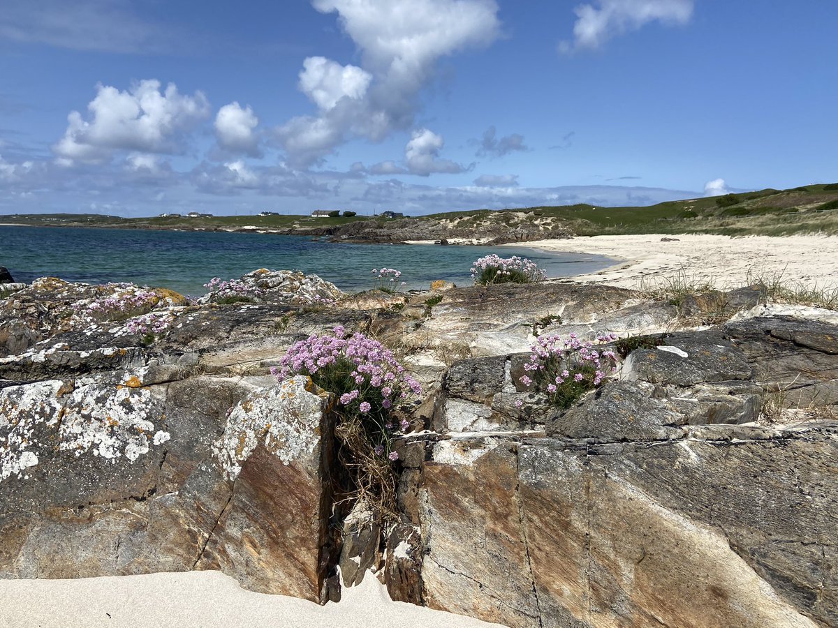 ClifdenCampsite's tweet photo. “Eco Beach in bloom on our beautiful Wild Atlantic Way coast . Lov’in these shores…..” 🏖️🐬
#clifdencamping #clifdencampsite #Connemara #ecobeach #omey #lovethebeach #Geology #Streamstown #Sustainabletravelireland #Clifden #thewestawakes #Wildatlanticwayconnemara #eco https://t.co/4jFVPqHLZS